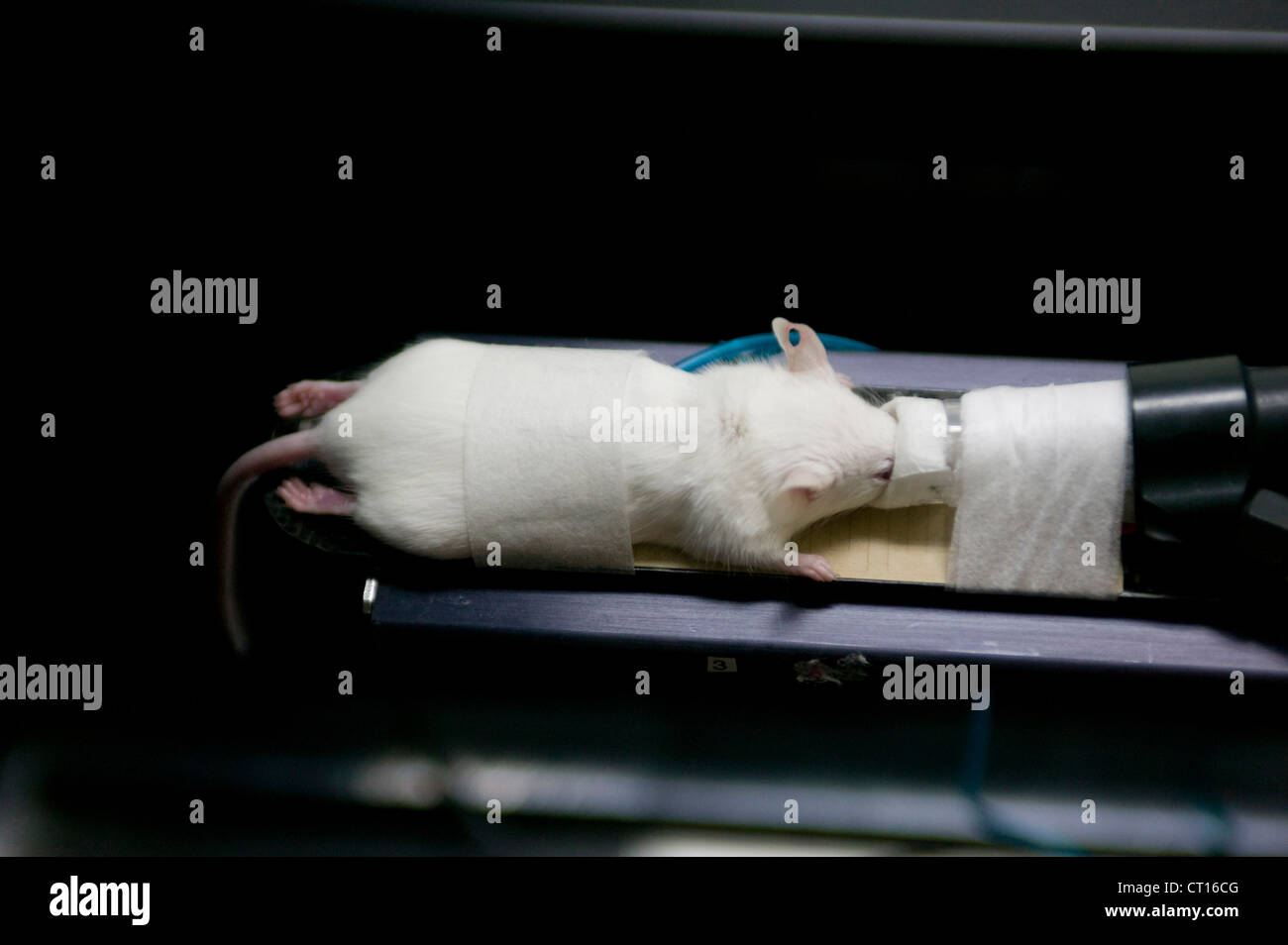 PET CT scan mouse Stock Photo