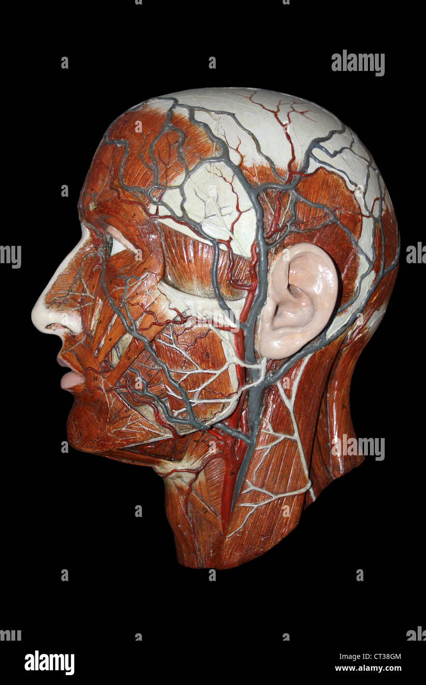 Anatomical Model Of The Human Head Showing Arteries And Veins Stock Photo