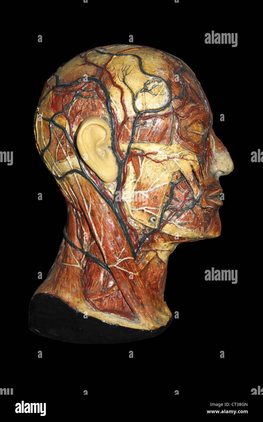 Wax Anatomical Model Of The Human Head Showing Arteries And Veins Stock Photo