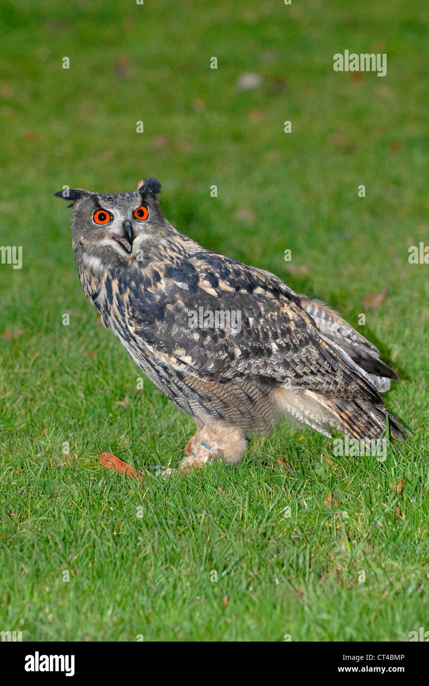 EURASIAN EAGLE OWL Stock Photo