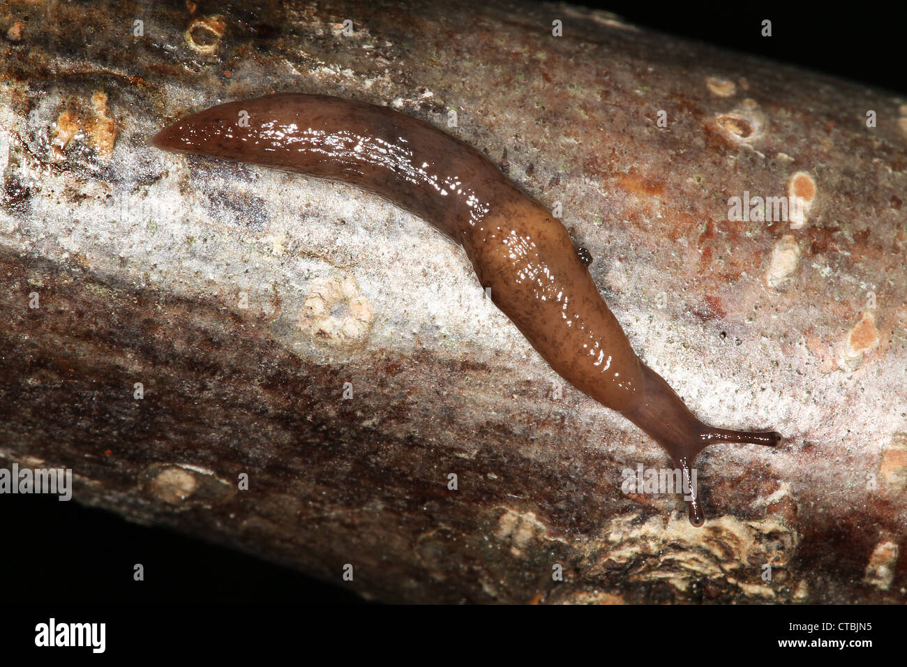 Garden Slug. (Arionidae Anon hortensis) Stock Photo