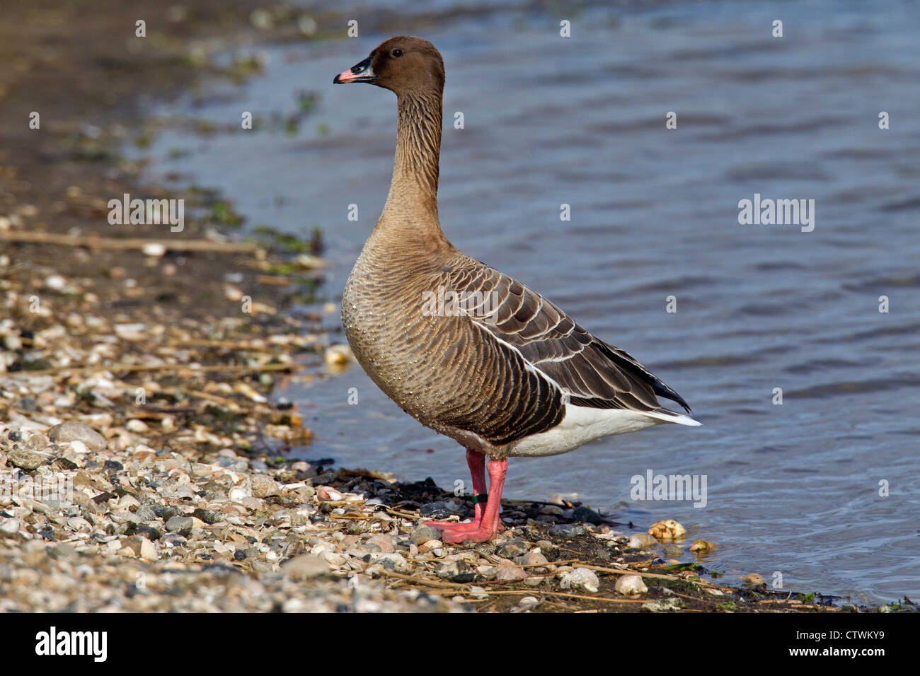 Pink-footed goose (Anser brachyrhynchus) portrait, Germany Stock Photo