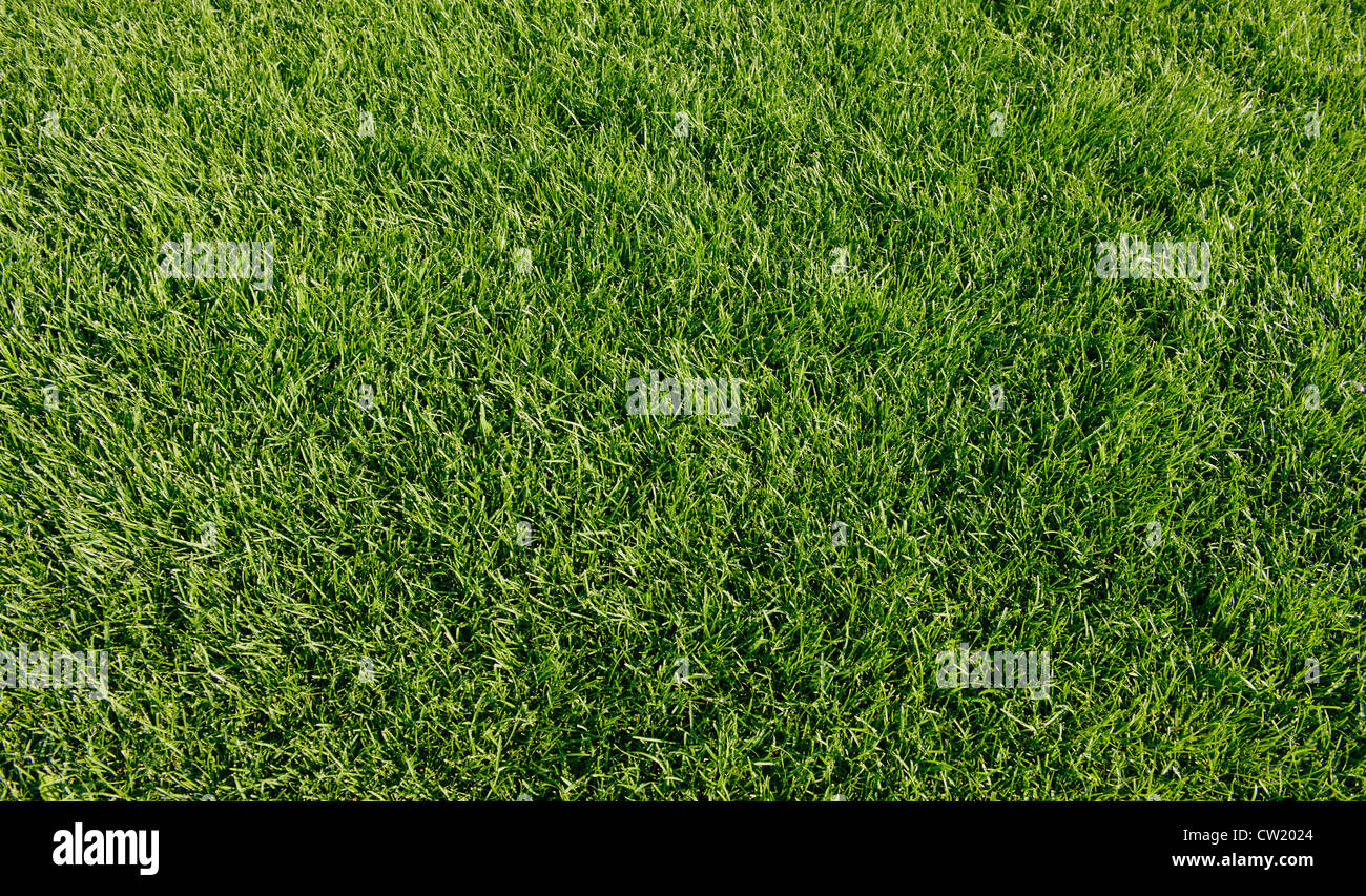 new spring green grass for design Stock Photo