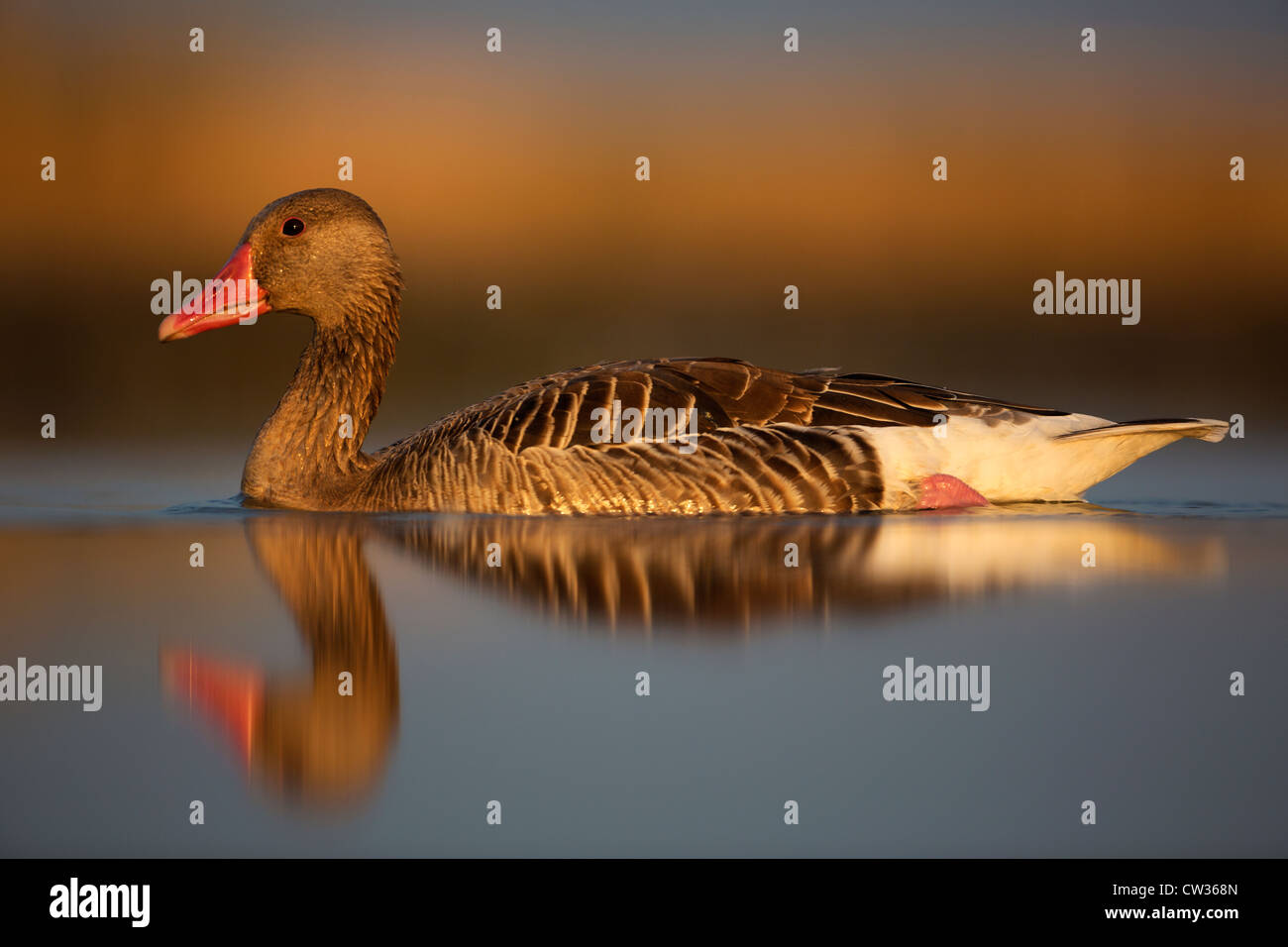 Greylag goose(Anser anser)Hungry Stock Photo