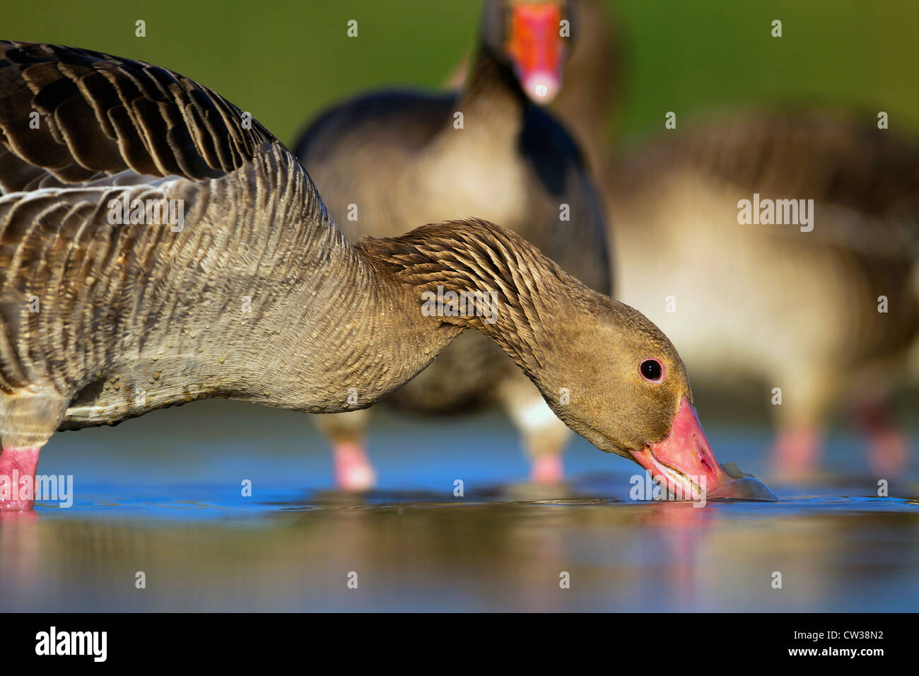 Greylag goose(Anser anser)Hungry Stock Photo