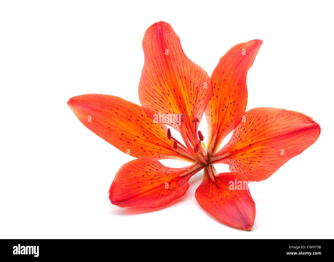 Red lily flower closeup isolated on white Stock Photo