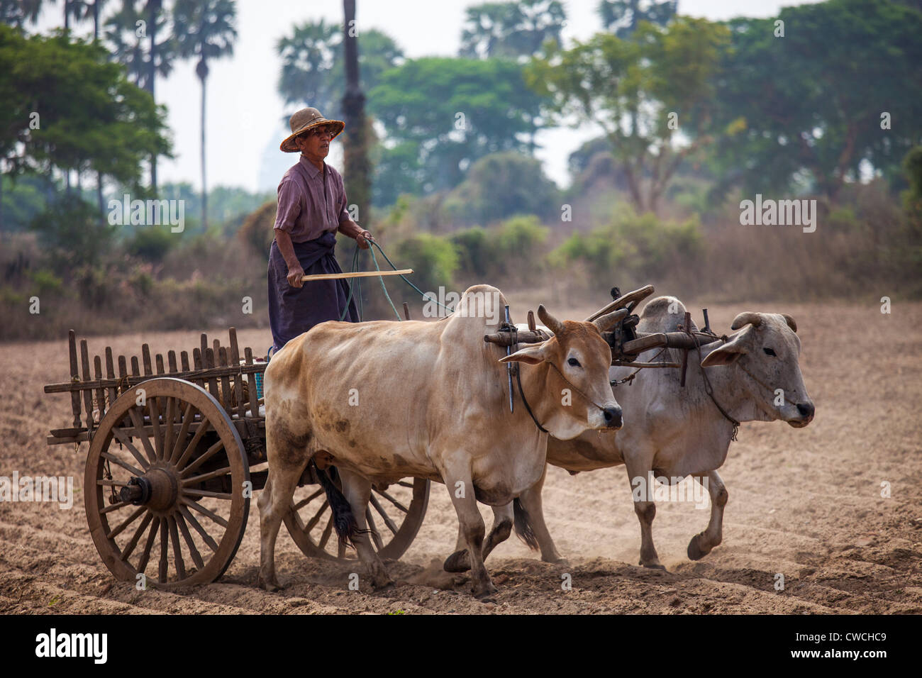 Ox cart in Bagan, Myanmar Stock Photo