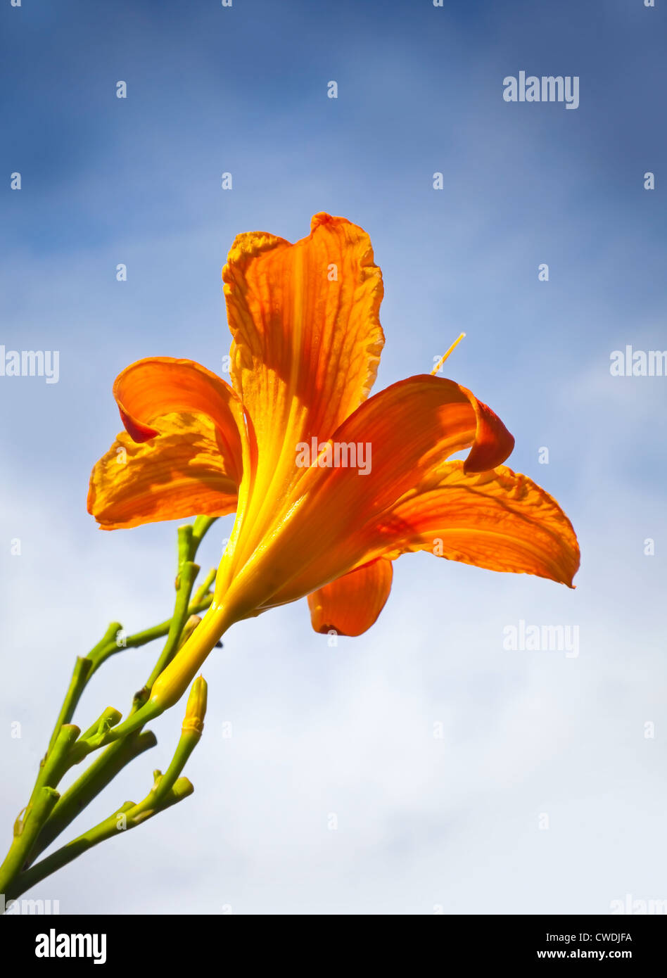 Large red lily flower above blue sky in the sunlight Stock Photo