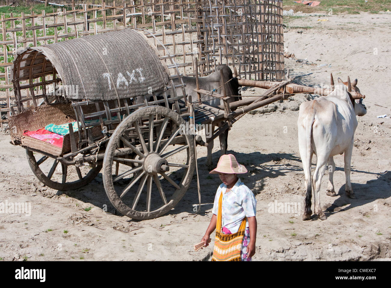 Myanmar, Burma. Mingun, near Mandalay. Ox-drawn Taxi awaits Visitors at the Riverbank. Stock Photo