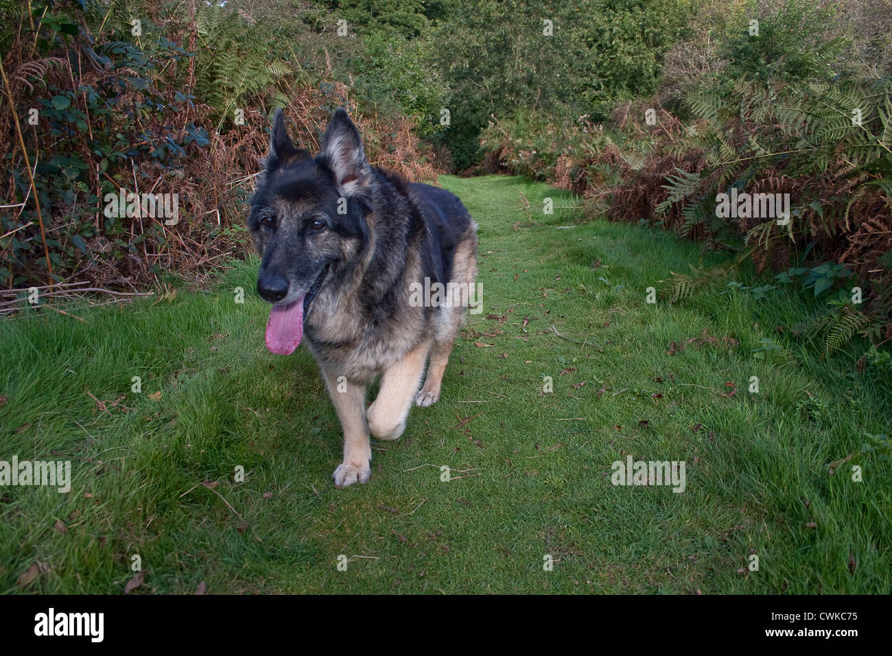 german shepherd cross dog out walking Stock Photo