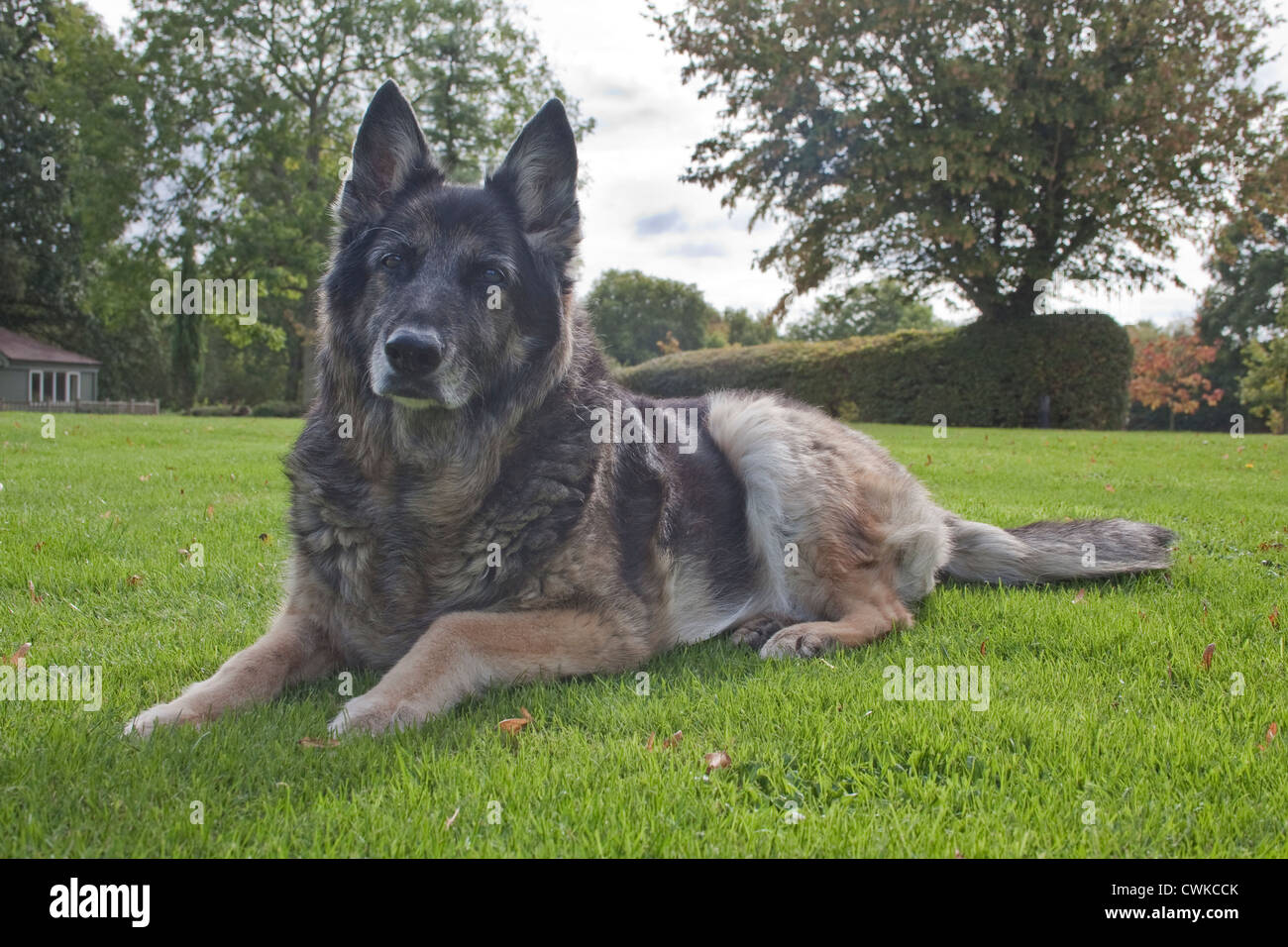 german shepherd cross Stock Photo