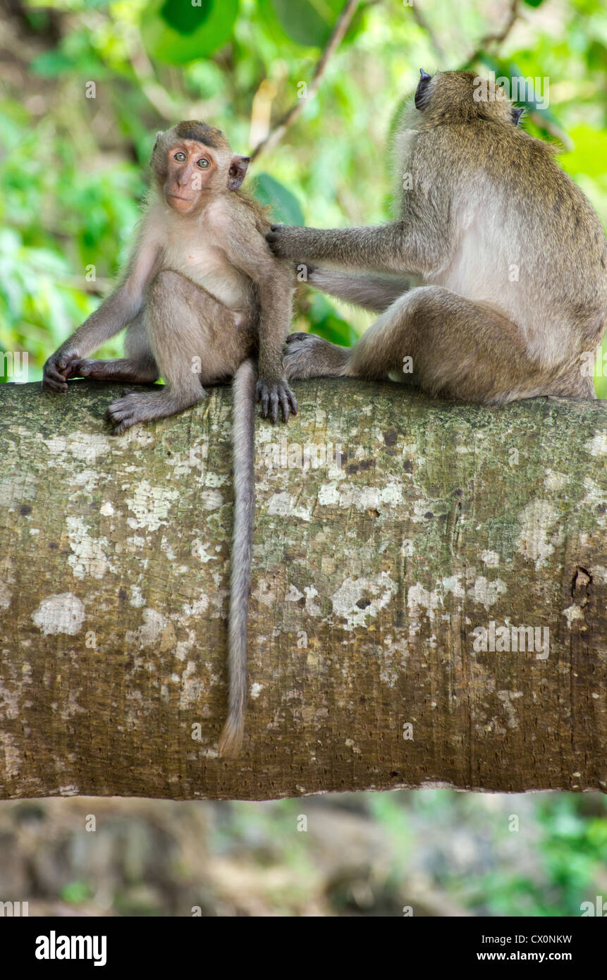 monkey sitting on the tree Stock Photo