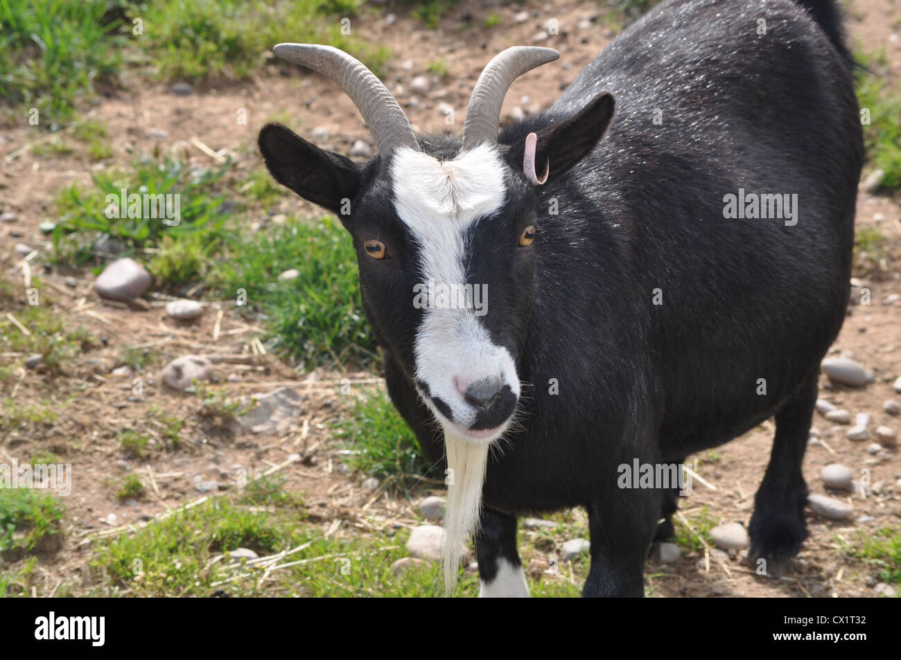 Old Goat. Stock Photo