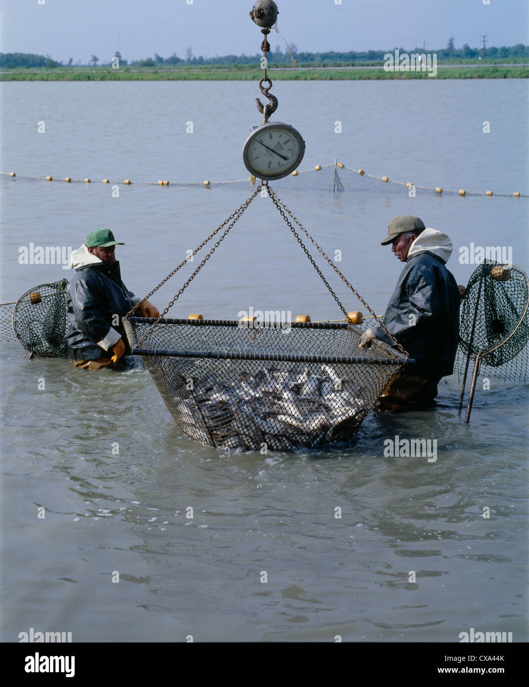 HARVESTING CHANNEL CATFISH / MISSISSIPPI Stock Photo