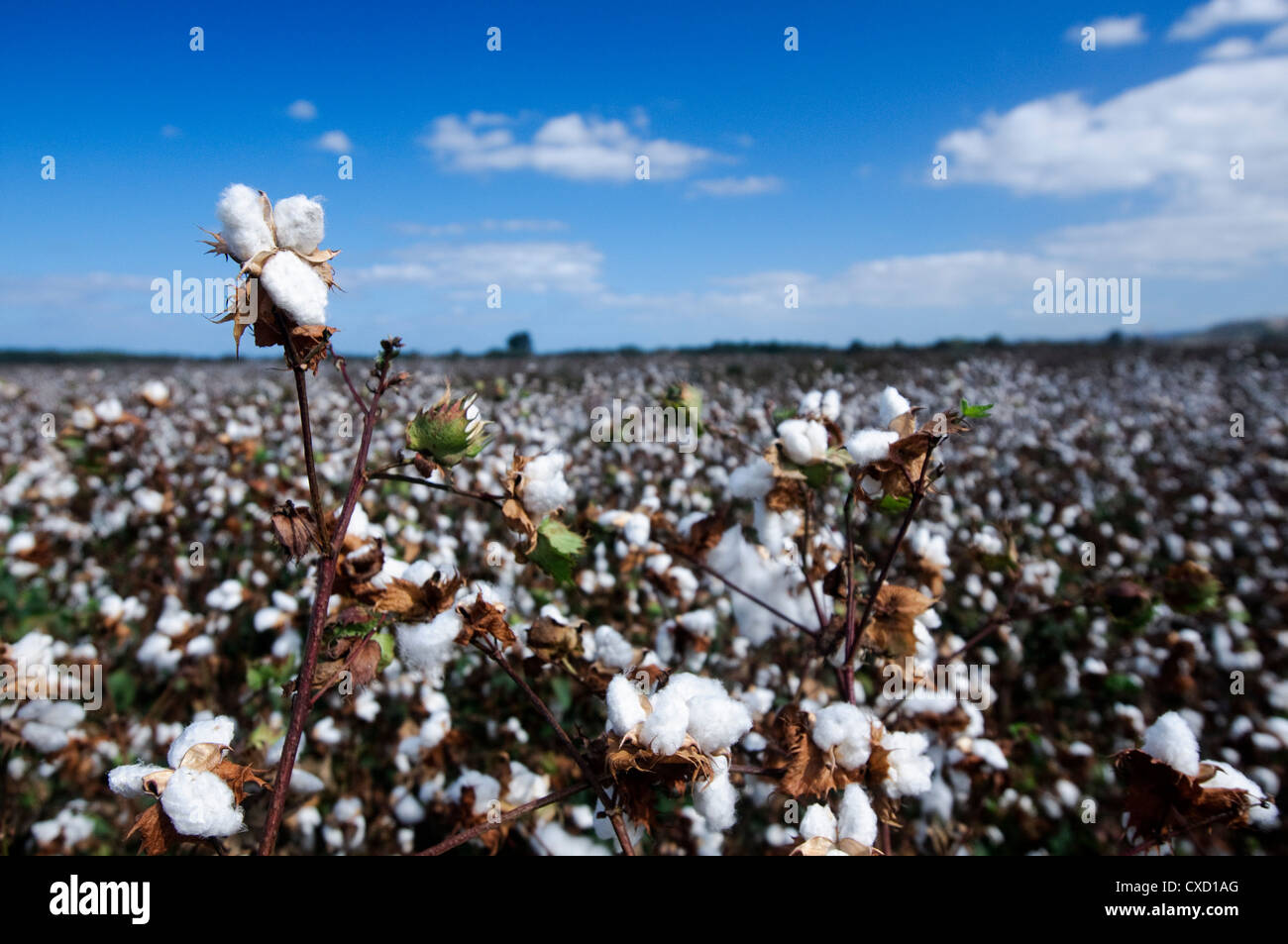 Cotton is a soft, fluffy staple fiber that grows in a boll Stock Photo