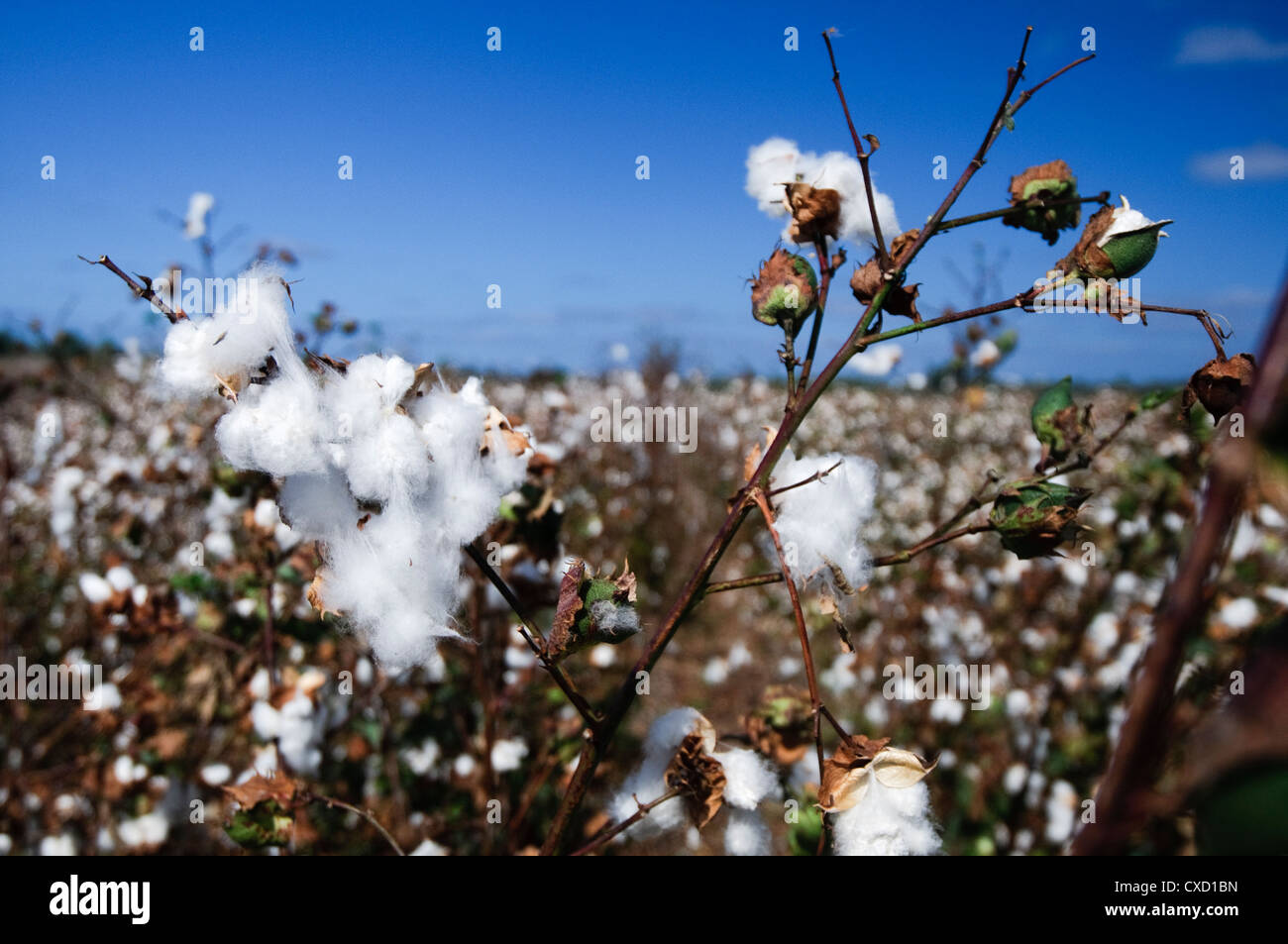 Cotton is a soft, fluffy staple fiber that grows in a boll Stock Photo