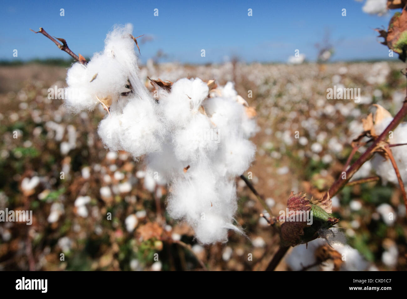 Cotton is a soft, fluffy staple fiber that grows in a boll Stock Photo