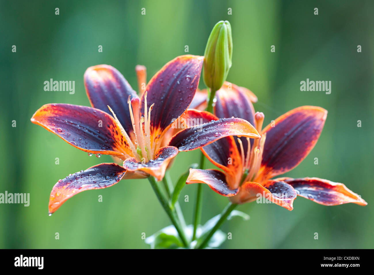 Orange & Red Lily Flower, Lilium, Garden Kent UK Stock Photo