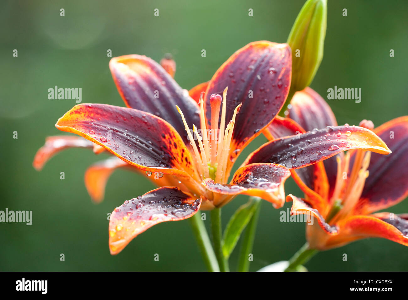 Orange & Red Lily Flower, Lilium, Garden Kent UK Stock Photo