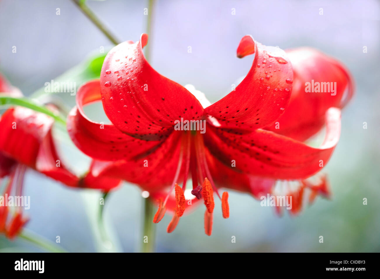 Red Lily Flower, Lilium, Garden Kent UK Stock Photo