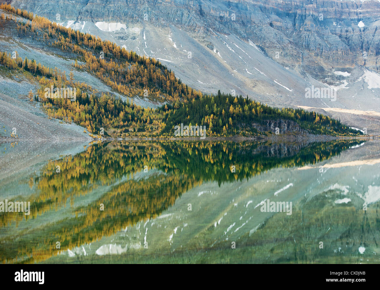 Western Larch (Larix occidentalis), reflected in Lake Magog, Mt. Assiniboine Provincial Park, British Columbia, Canada SEPTEMBER Stock Photo