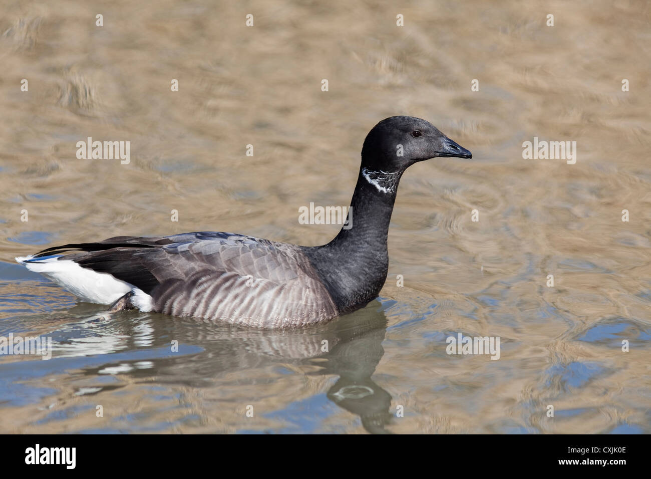 Brent goose Stock Photo