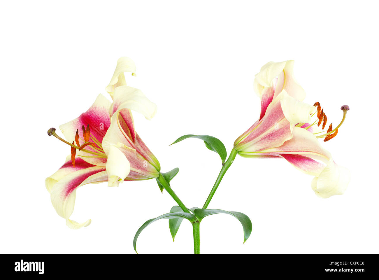 Red lily isolated on a white Stock Photo