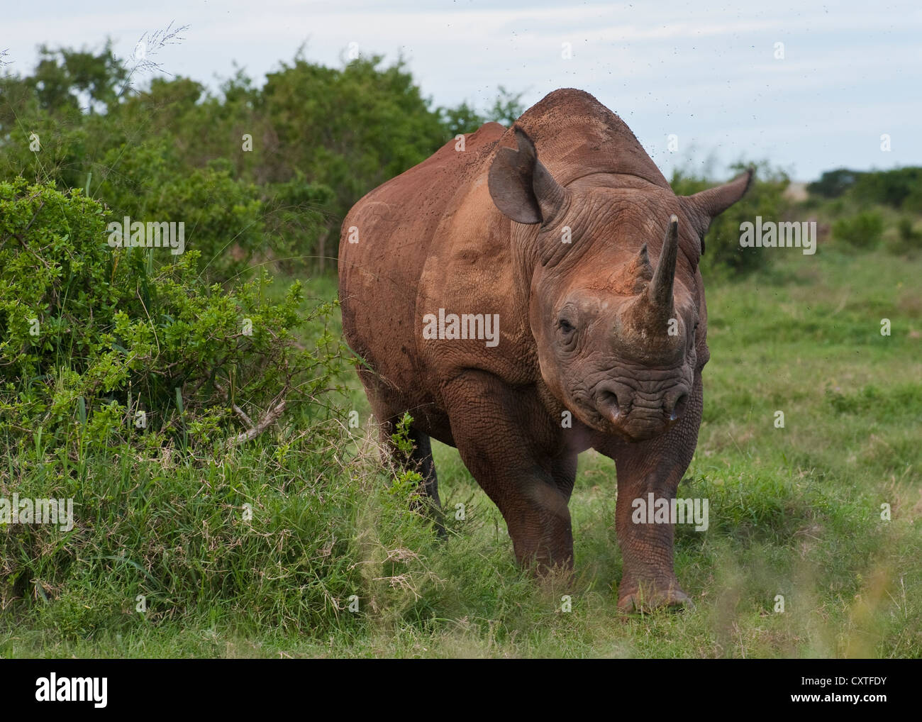 Black rhinoceros (Diceros bicornis) Stock Photo