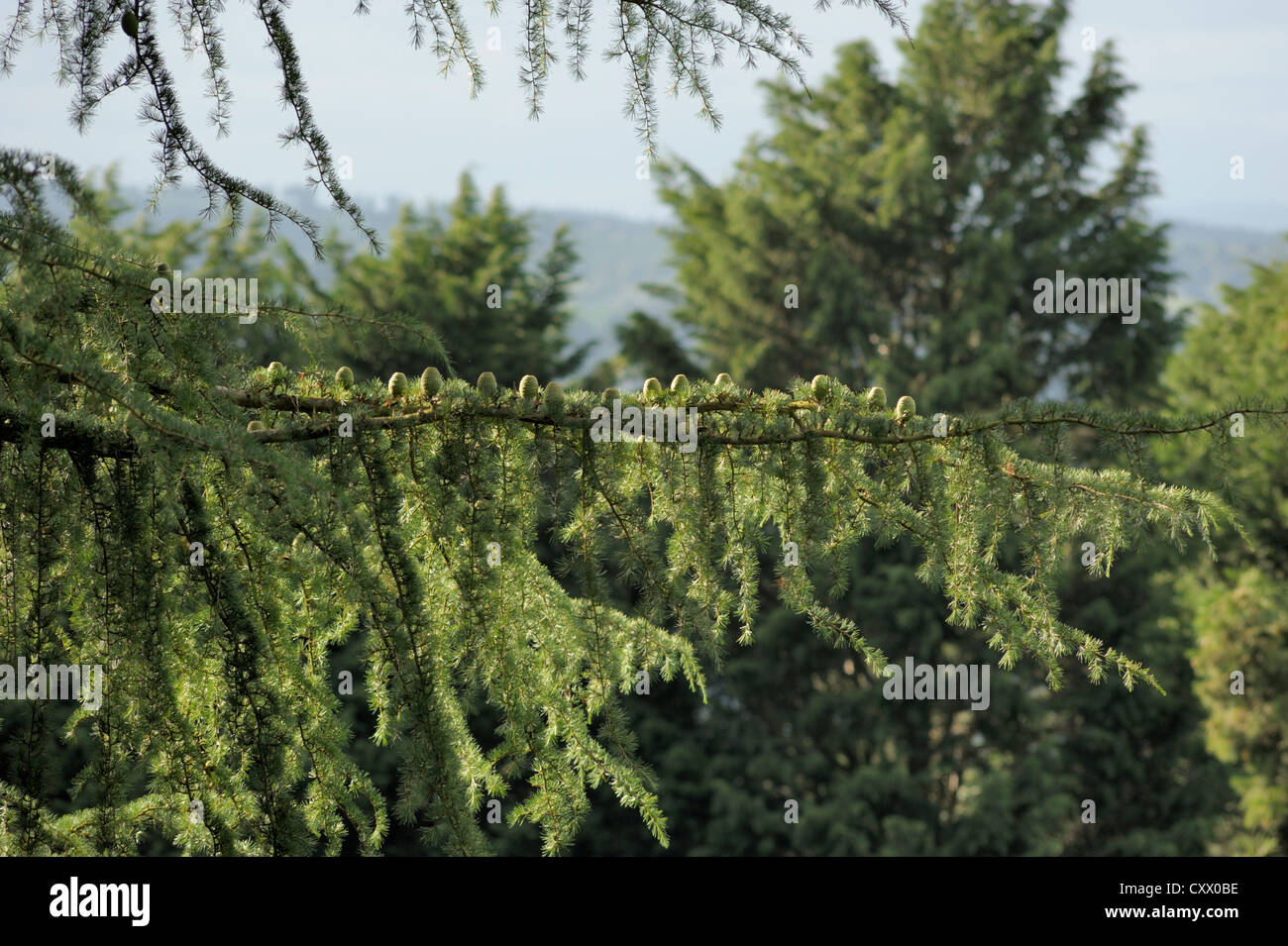 Deodar, Cedrus deodara, cones in a row Stock Photo