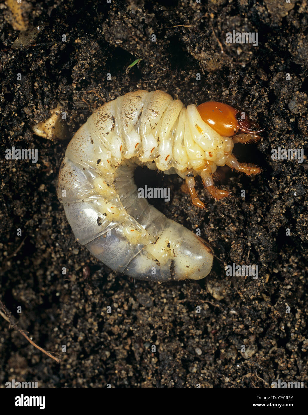 European cockchafer, Melolontha melolontha, larva, grub, on soil Stock Photo