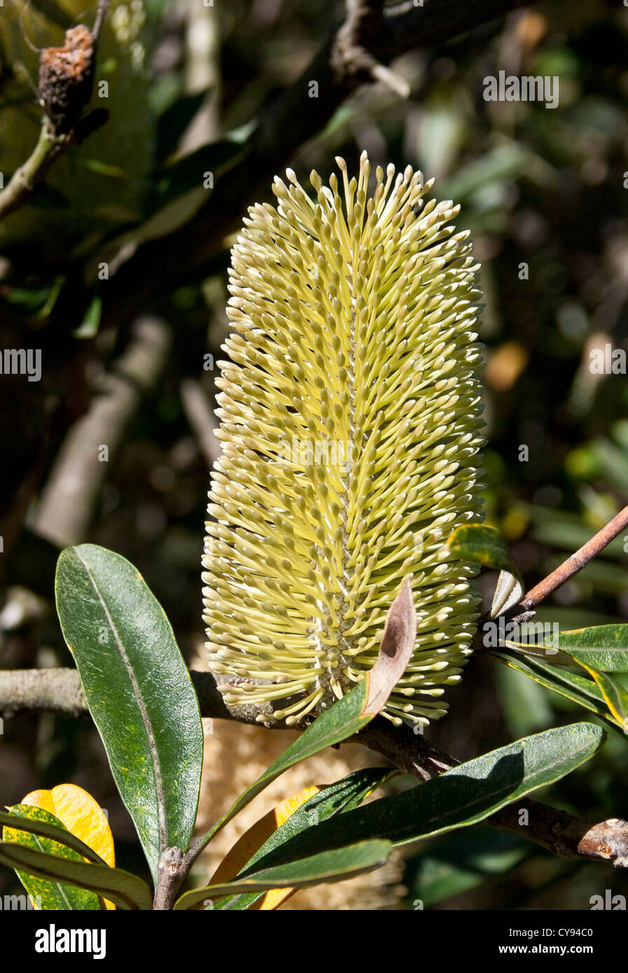 Banksia Flower Stock Photo