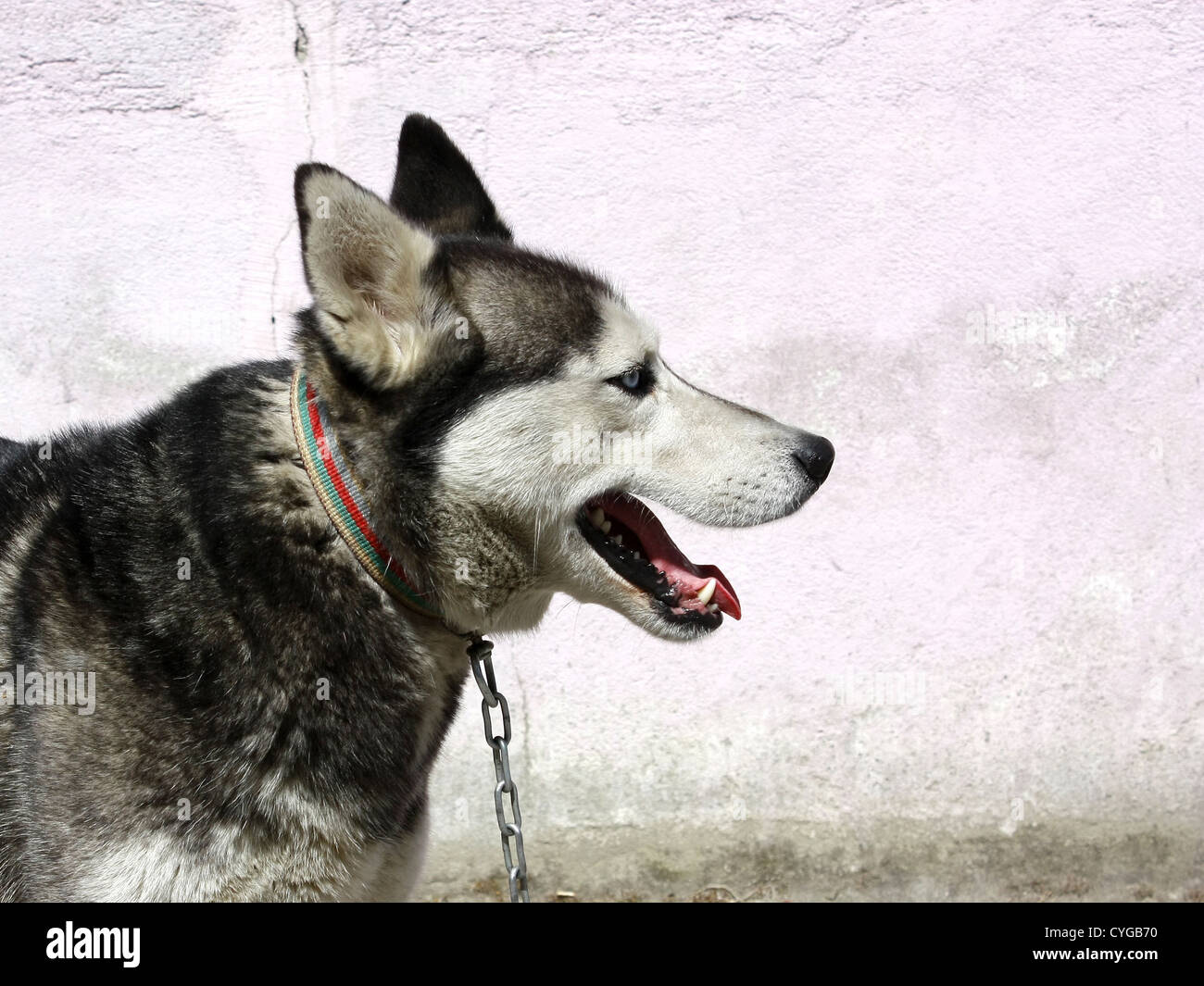 Wolf dog side face portrait against wall Stock Photo