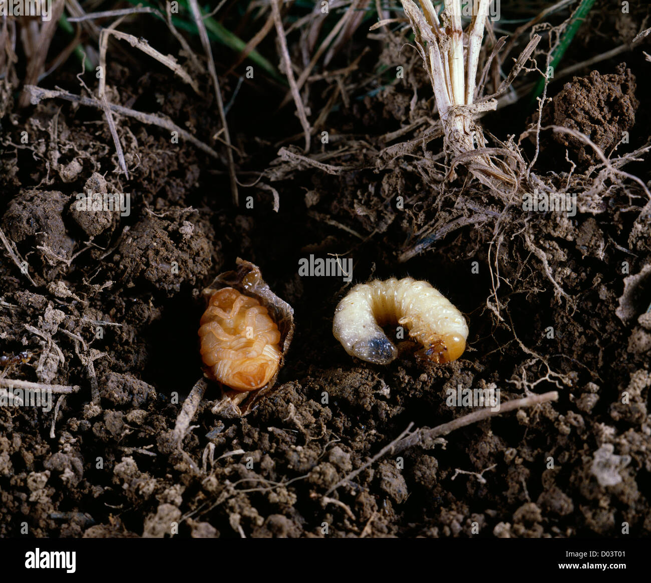 JAPANESE BEETLE (POPILLIA JAPONICA) GRUB (LARVA) AND PUPA IN SOIL Stock Photo