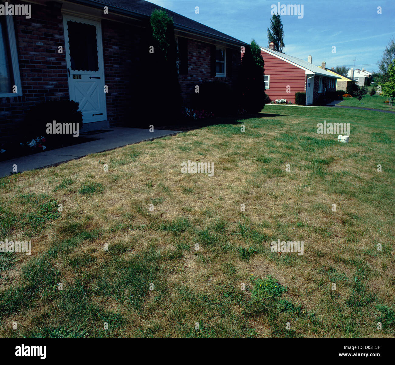 JAPANESE BEETLE GRUB DAMAGE TO LAWN (POPILLIA JAPONICA) Stock Photo