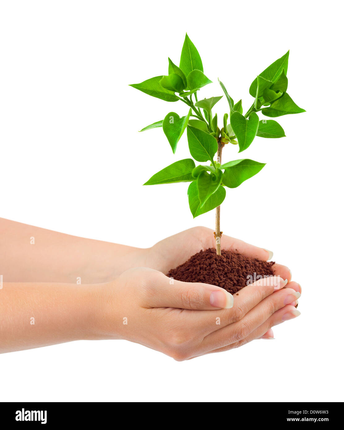 Hands and plant Stock Photo - Alamy