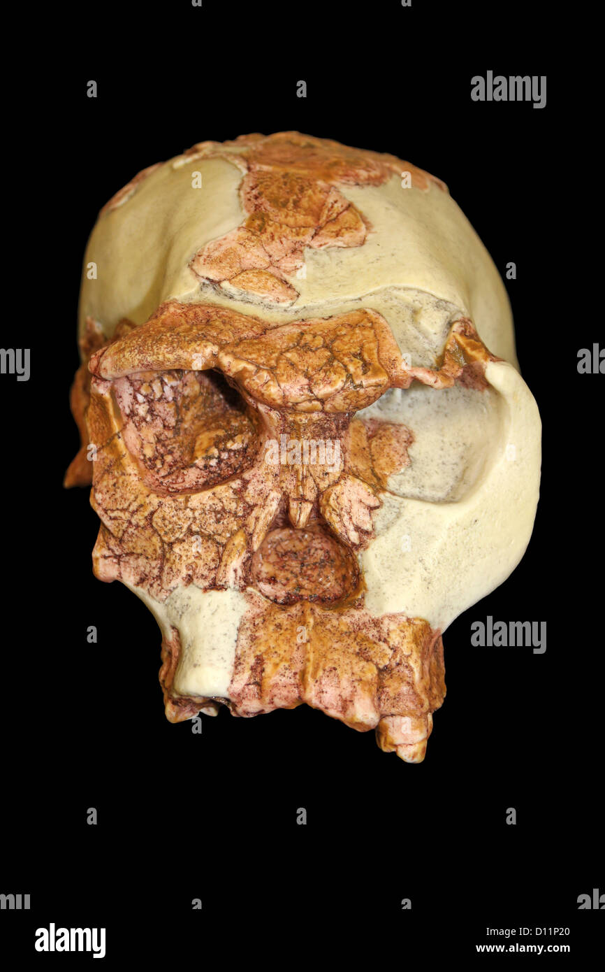 Front View Of Homo habilis Skull Stock Photo