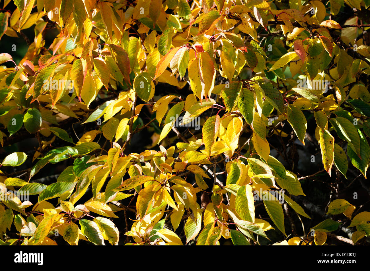 prunus yedoensis Yoshino Cherry Somei-yoshino hybrid cherry autumn autumnal fall colours colors orange gold golden yellow leaves Stock Photo