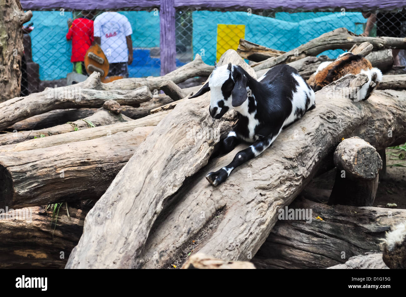 A goat in the open zoo waiting for food from tourists. Stock Photo