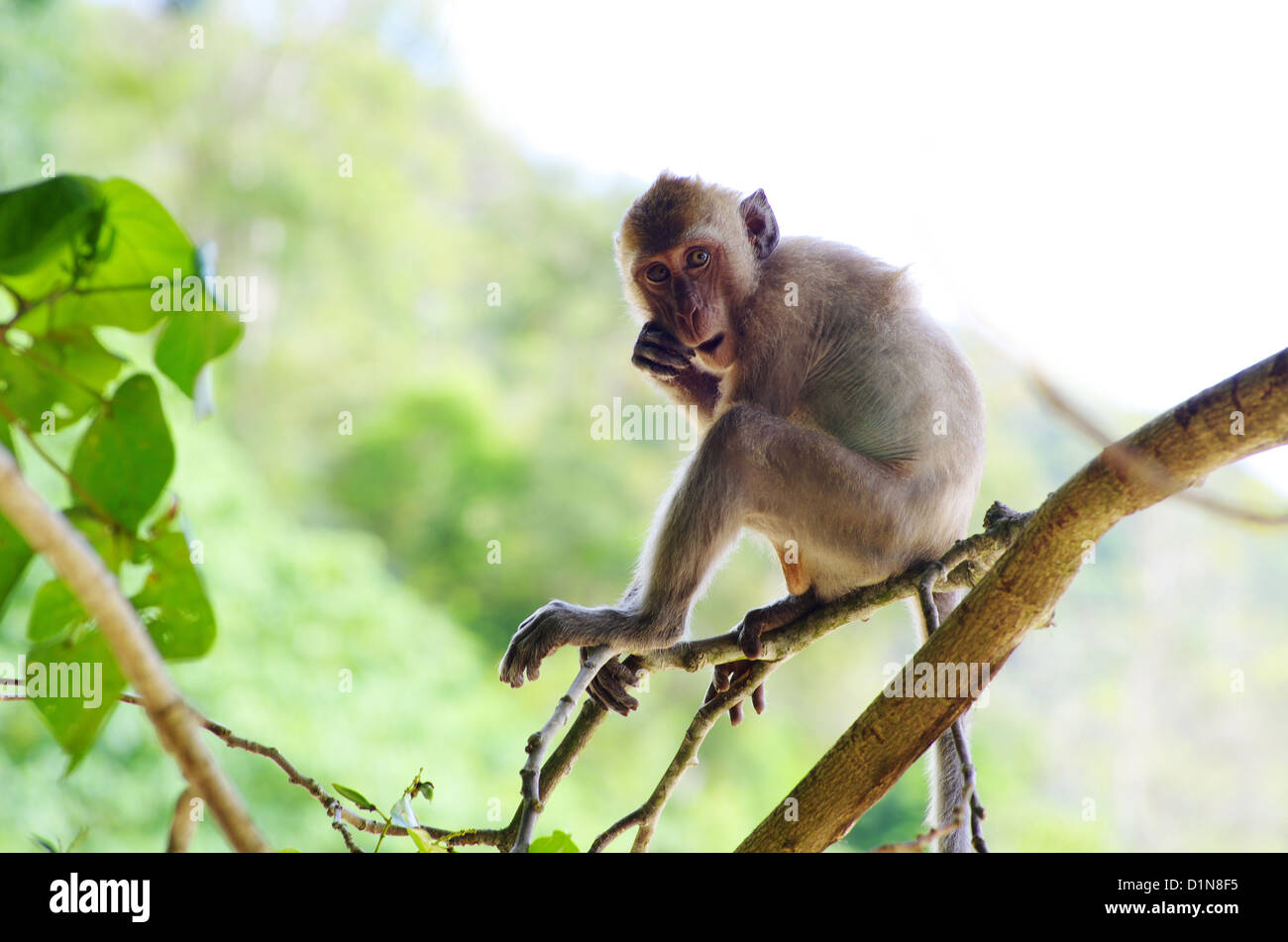 monkey sitting on the tree Stock Photo