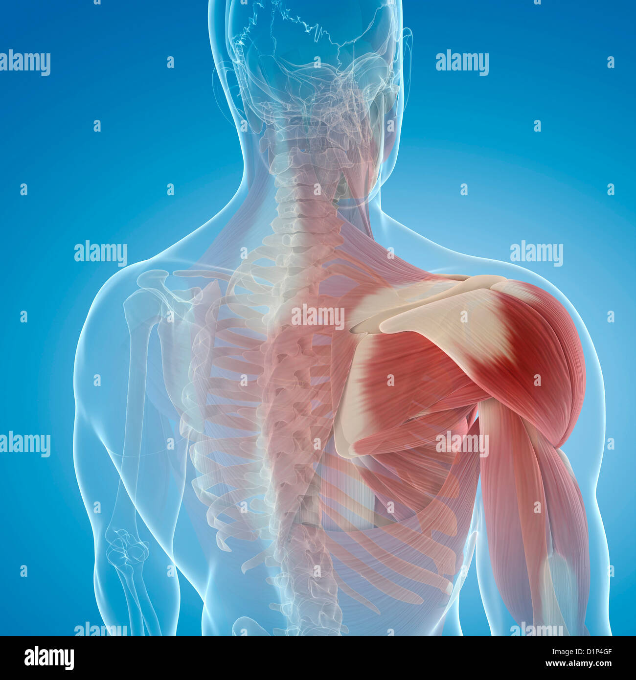 Shoulder muscles anatomy hi-res stock photography and images - Alamy