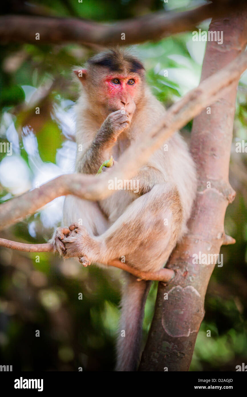 A monkey in Goa, India Stock Photo