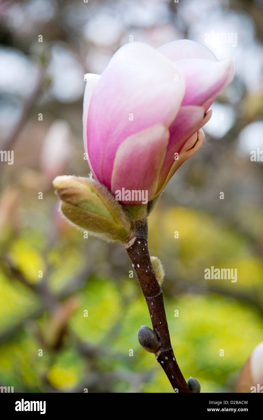 Magnolia Flower And Bud Stock Photo