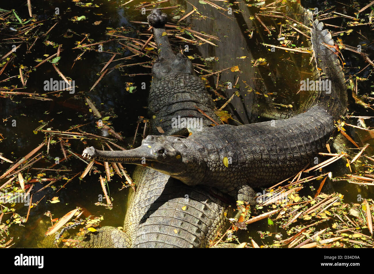 Indian Gharial ( Gavialis Gangeticus ) Stock Photo