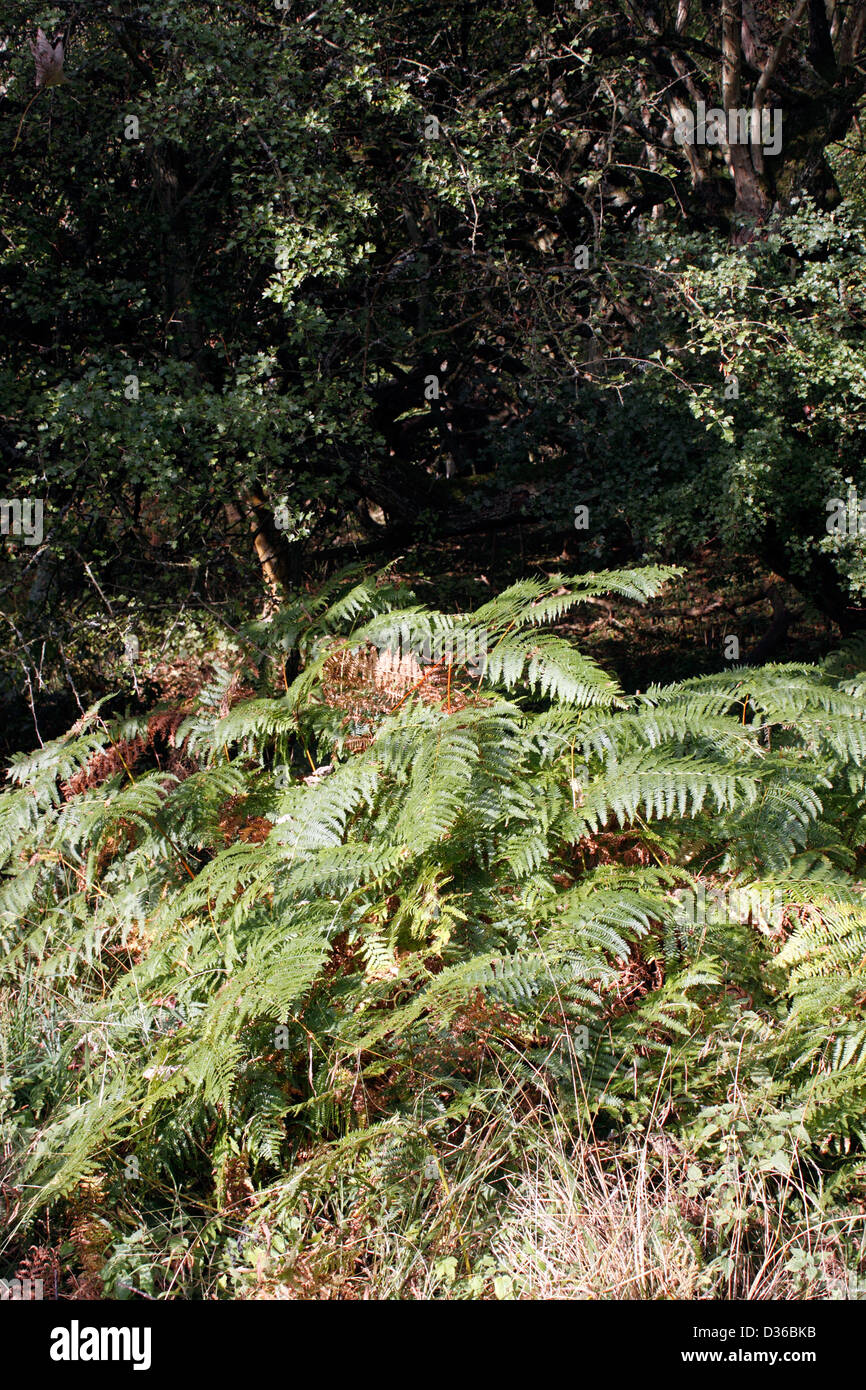 ATHYRIUM FILIX FEMINA FERN GROWING IN AN ENGLISH WOODLAND. Stock Photo