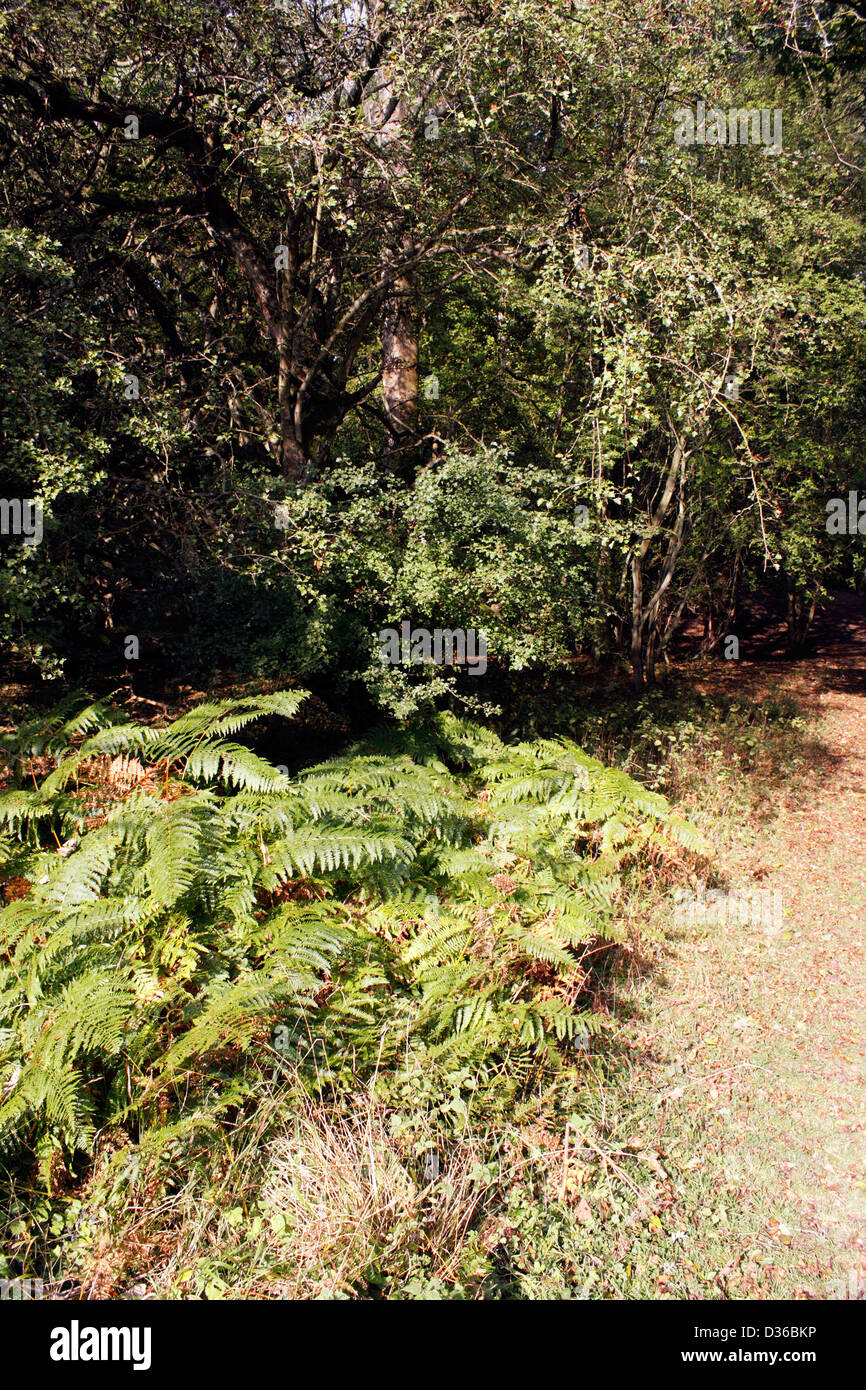 ATHYRIUM FILIX FEMINA FERN GROWING IN AN ENGLISH WOODLAND. Stock Photo