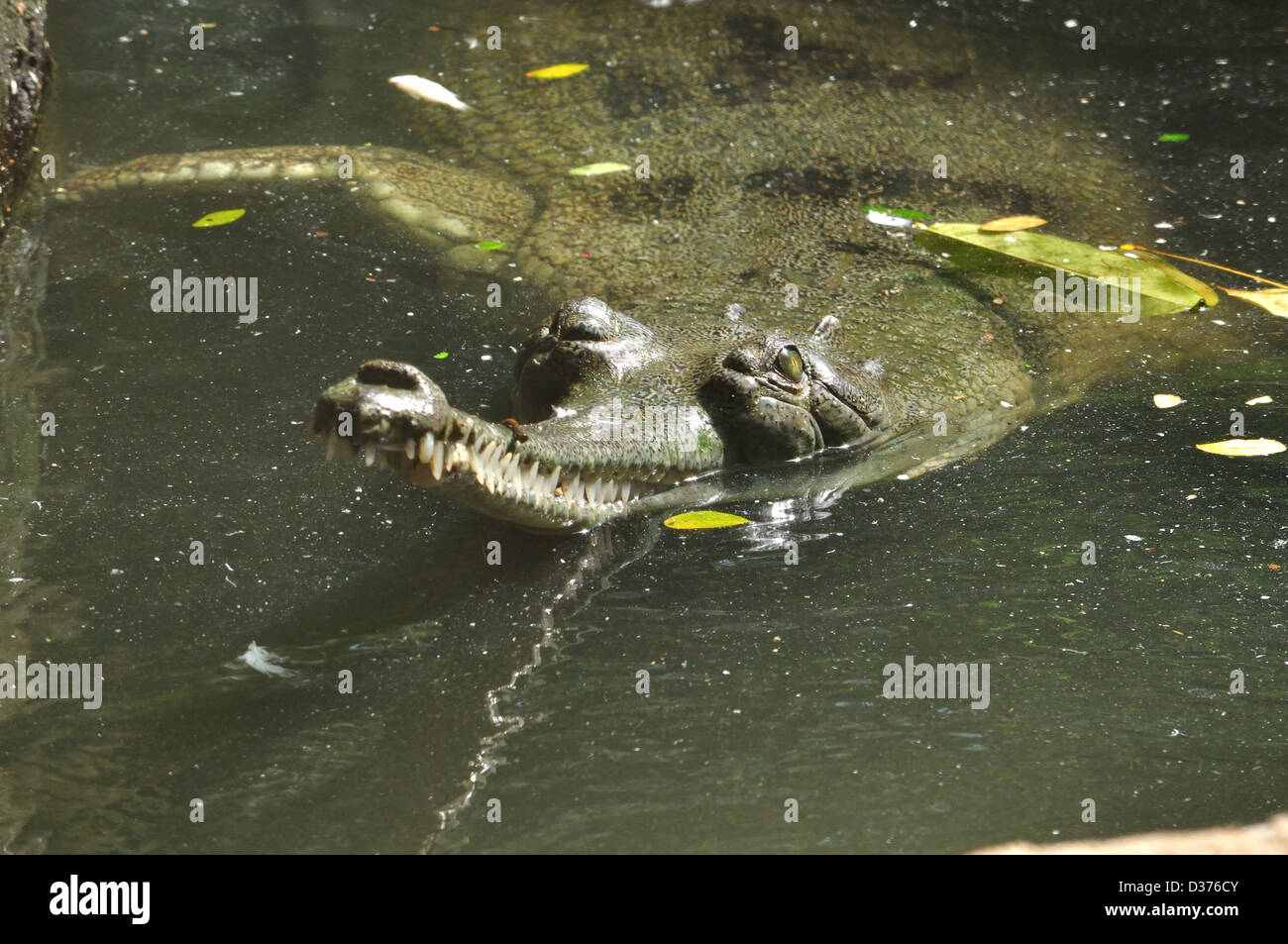 Indian Gharial (Gavialis gangeticus) Stock Photo