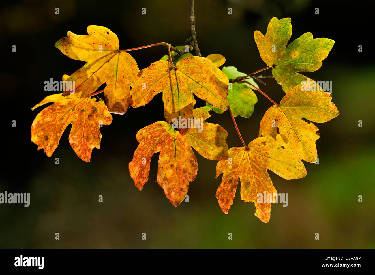 A twig of field maple leaves in autumn Stock Photo