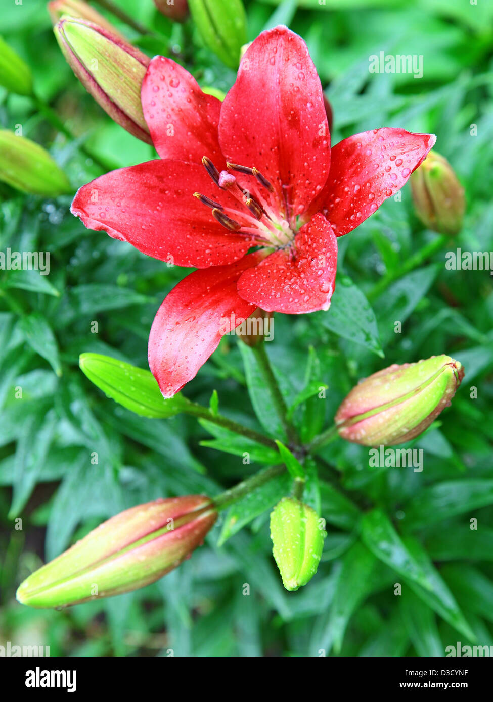 Open red lily with drop of rain Stock Photo