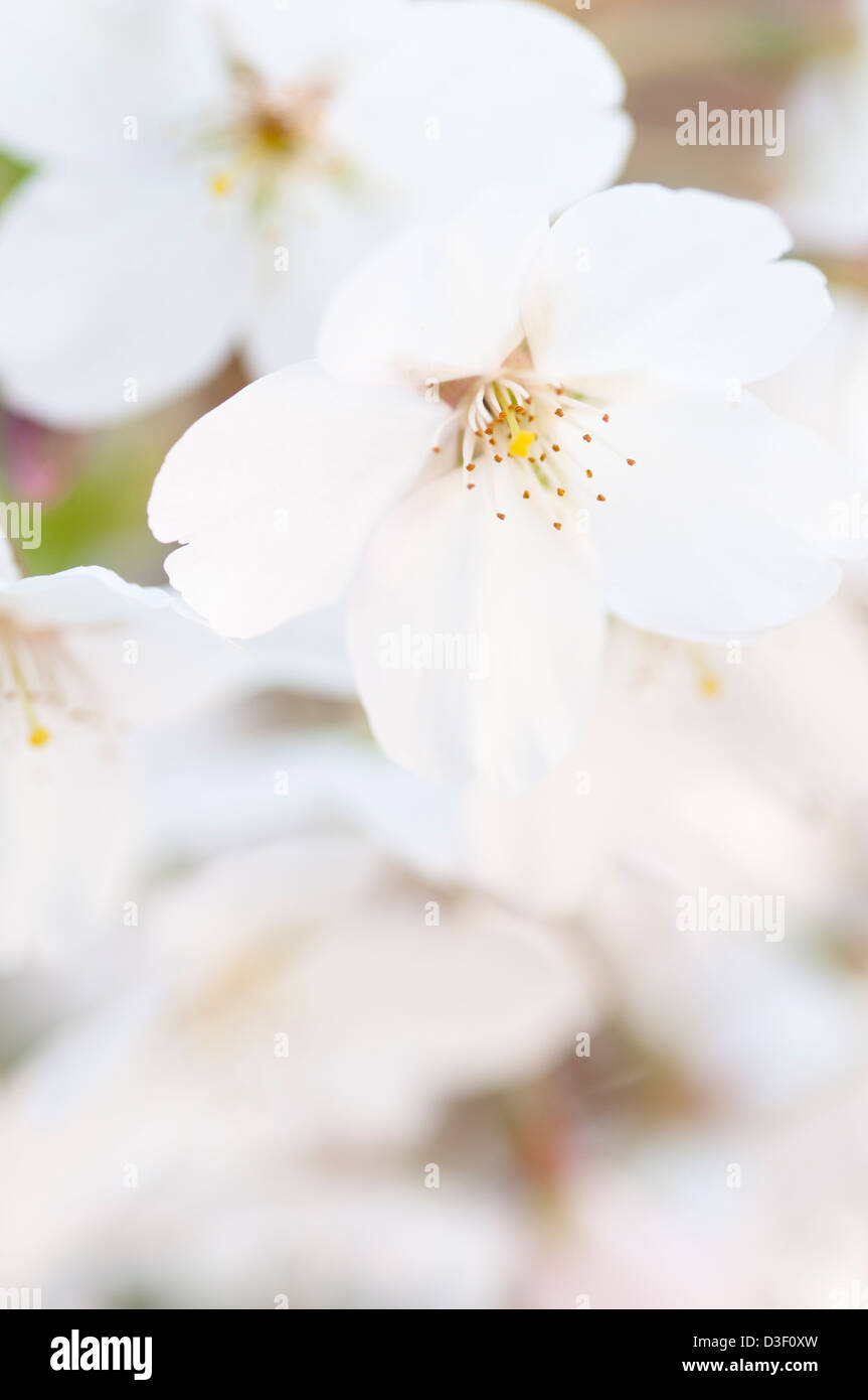 PRUNUS X YEDOENSIS SHIDARE YOSHINO Stock Photo