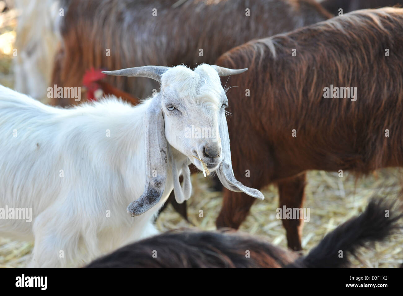 beauty goat, special eyes Stock Photo